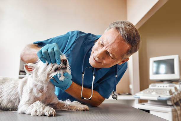 Best Emergency Tooth Extraction in Labelle, FL